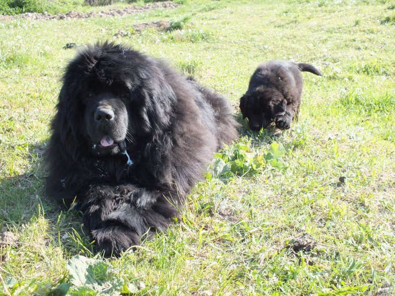 Фото: ньюфаундленд N'yufort Banderas (Ньюфорт Бандерас)