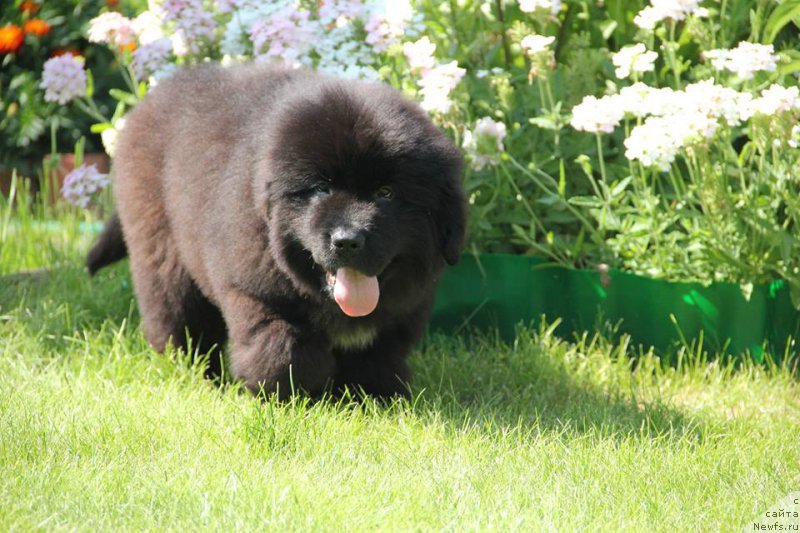 Фото: ньюфаундленд Zlato Volmari Boss (Злато Волмари Босс)