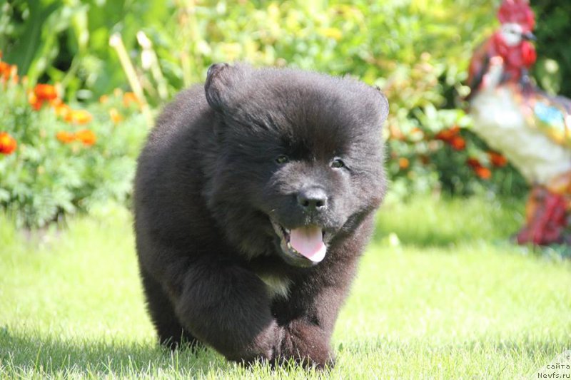 Фото: ньюфаундленд Zlato Volmari Boss (Злато Волмари Босс)