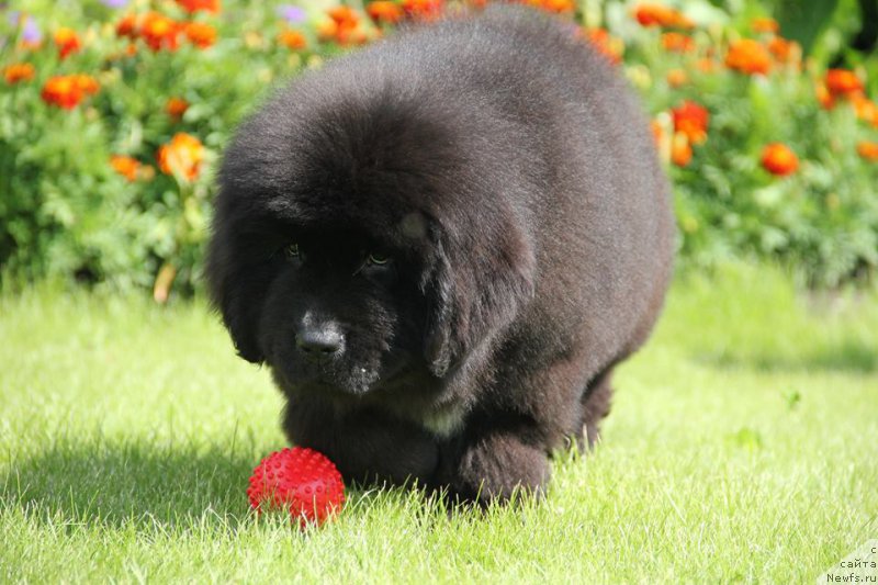 Фото: ньюфаундленд Zlato Volmari Boss (Злато Волмари Босс)