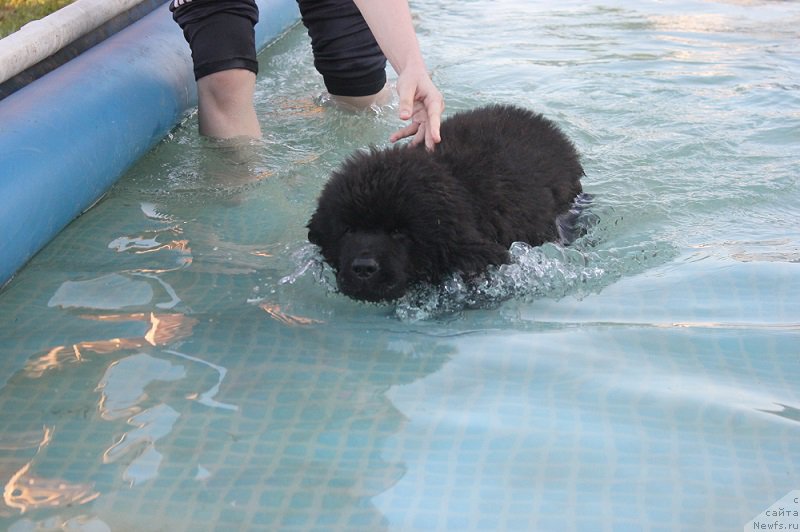 Фото: ньюфаундленд Terra Viktoriya Big Mazzi (Терра Виктория Биг Маззи)