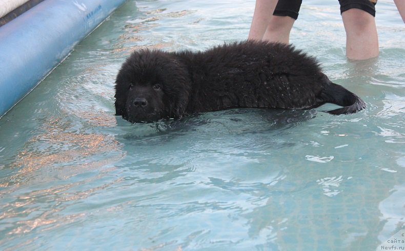 Фото: ньюфаундленд Terra Viktoriya Blyuz Polnolun'ya (Терра Виктория Блюз Полнолунья)