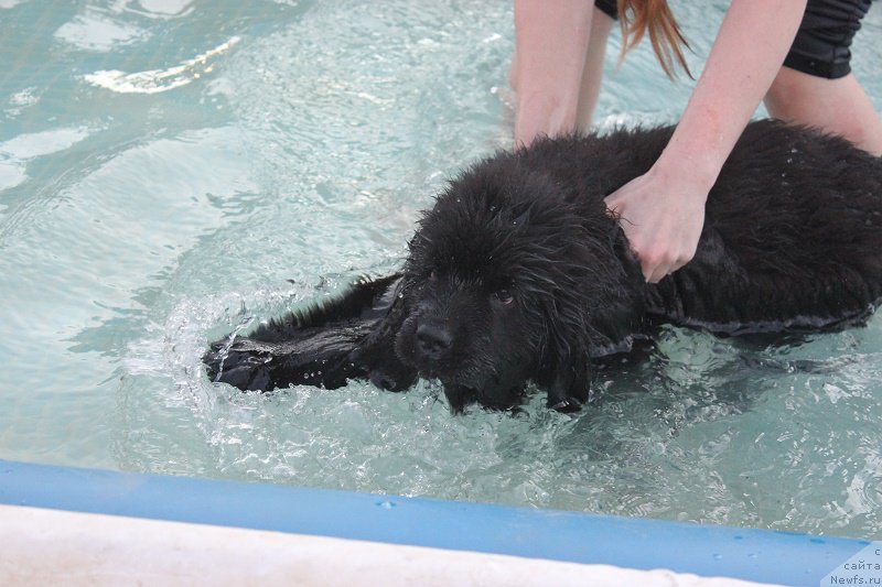 Фото: ньюфаундленд Terra Viktoriya Blyek Myedjik (Терра Виктория Блэк Мэджик)