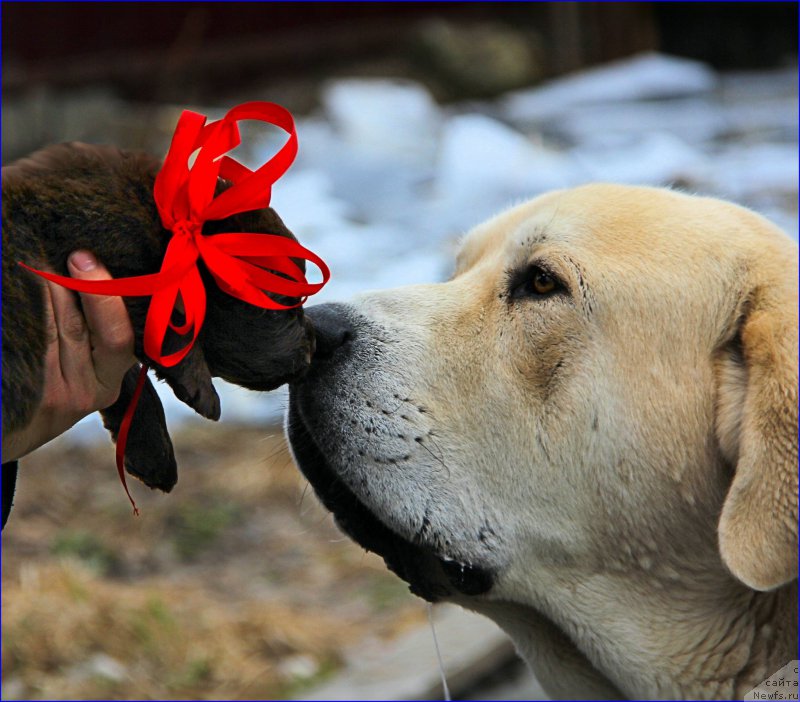 Фотография № 208246