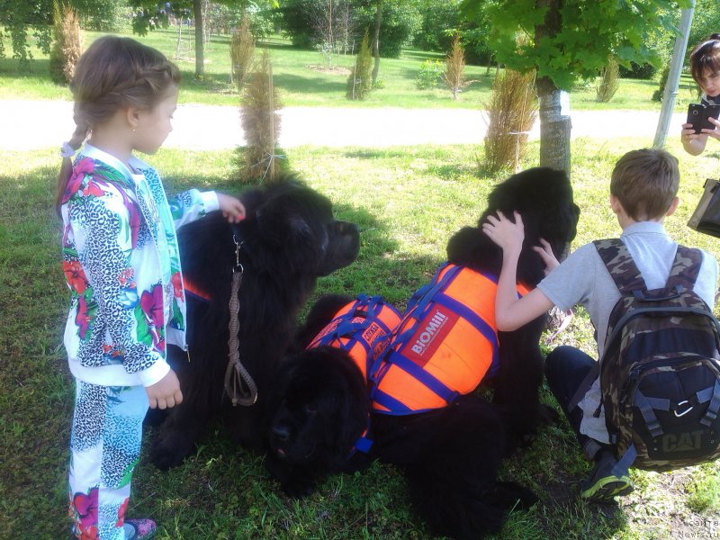 Фото: ньюфаундленд Angel Khranitel Gruffidd (Ангел Хранитель Граффидд), ньюфаундленд Toptyzhka Galatea Morskaya Nereida (Топтыжка Галатея Морская Нереида), ньюфаундленд Toptyzhka Geroy Nashego Vremeni (Топтыжка Герой Нашего Времени)