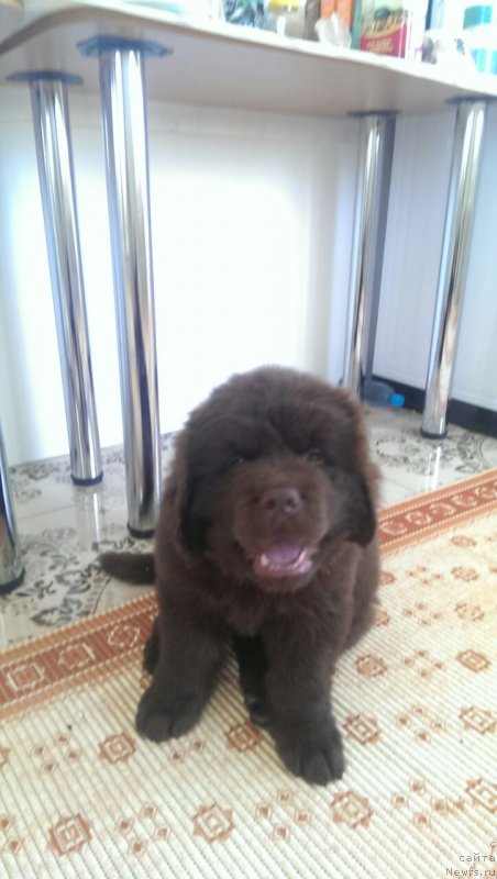 Фото: ньюфаундленд Braunblad MSK Brem Berri (Браунблад МСК Брем Берри)