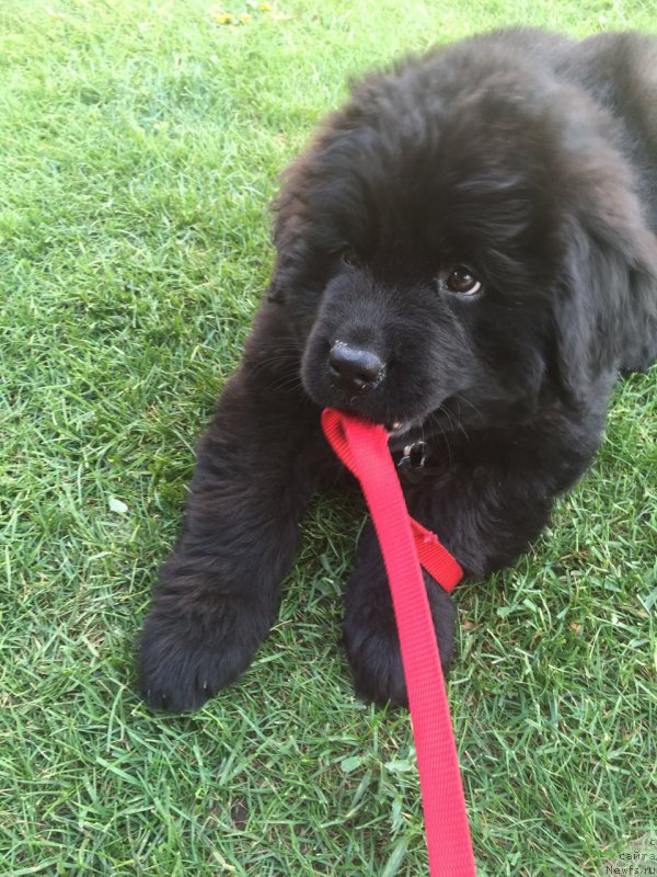 Фото: ньюфаундленд Braunblad MSK Breda Kollin (Браунблад МСК Бреда Коллин)