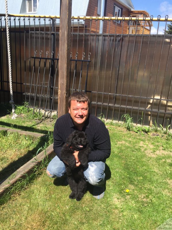 Фото: ньюфаундленд Braunblad MSK Breda Kollin (Браунблад МСК Бреда Коллин)