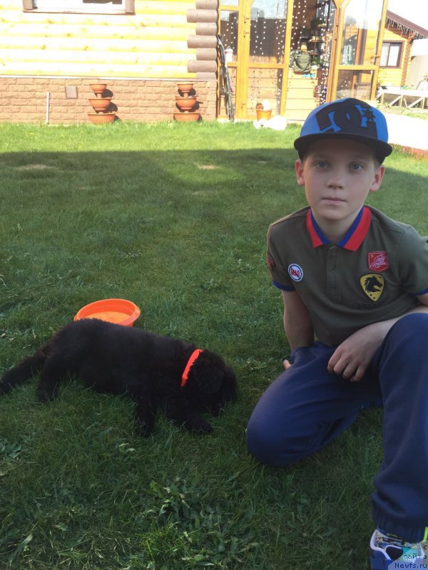 Фото: ньюфаундленд Braunblad MSK Breda Kollin (Браунблад МСК Бреда Коллин)