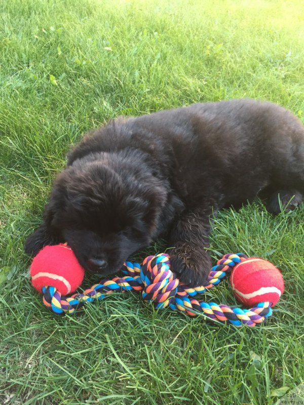Фото: ньюфаундленд Braunblad MSK Breda Kollin (Браунблад МСК Бреда Коллин)