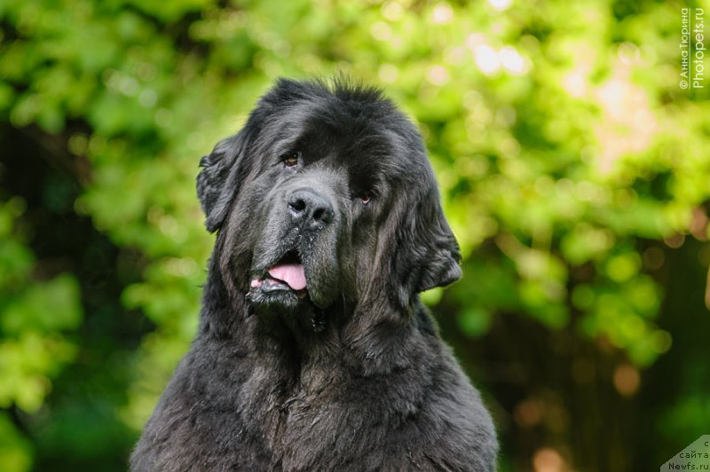 Фото: ньюфаундленд Dyurbahler Klab Al'faretta Vin'etta (Дюрбахлер Клаб Альфаретта Виньетта)