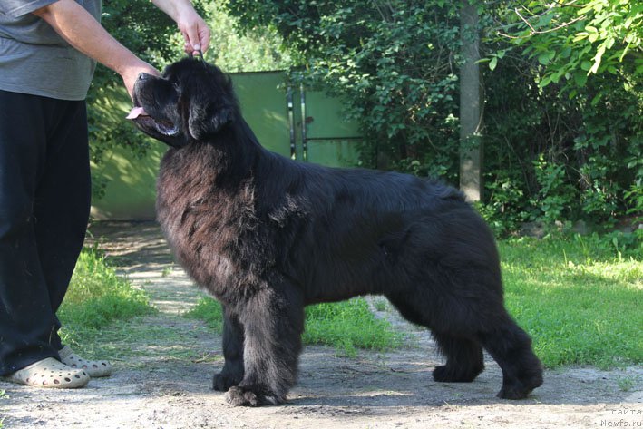 Фото: ньюфаундленд Top Winner Midnight Bear