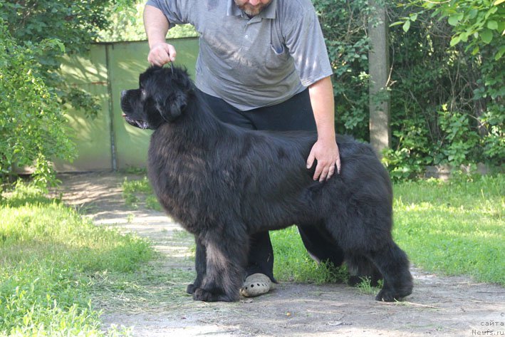 Фото: ньюфаундленд Top Winner Midnight Bear