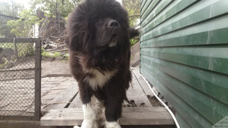 Фото: ньюфаундленд Vip Kollekshn Avalansh (Вип Коллекшн Аваланш)