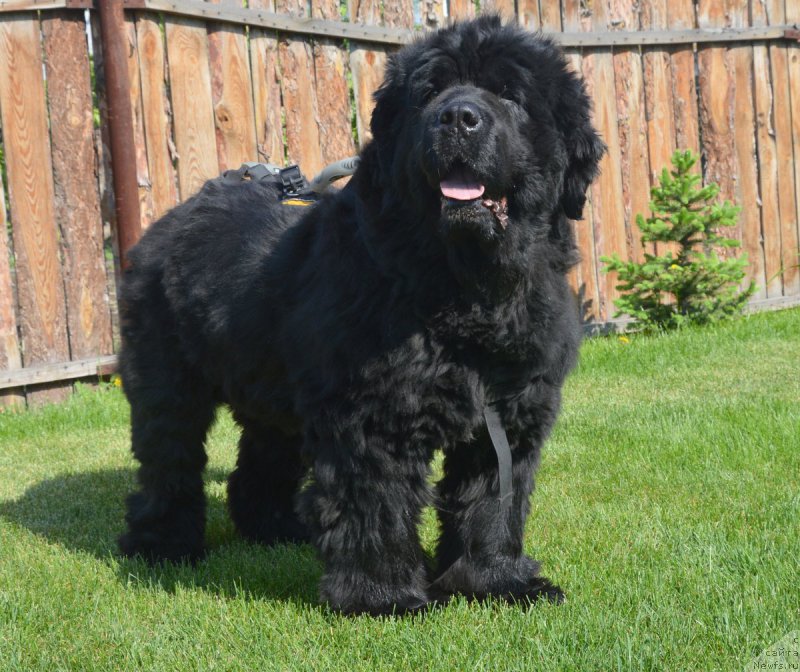 Фотография № 208275