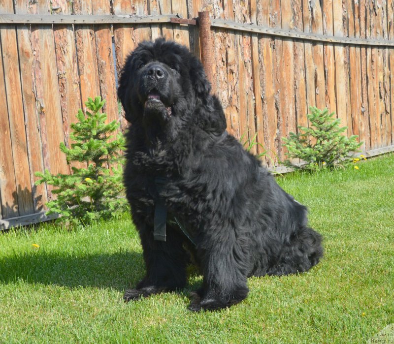 Фотография № 208280