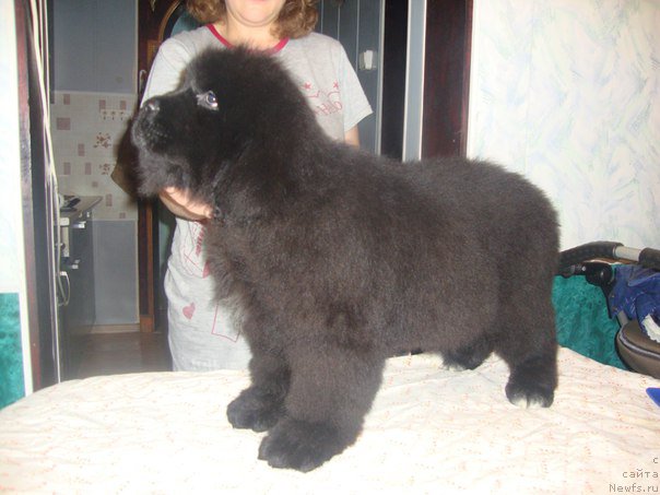 Фото: ньюфаундленд Vip Kollekshn Alaniya (Вип Коллекшн Алания)