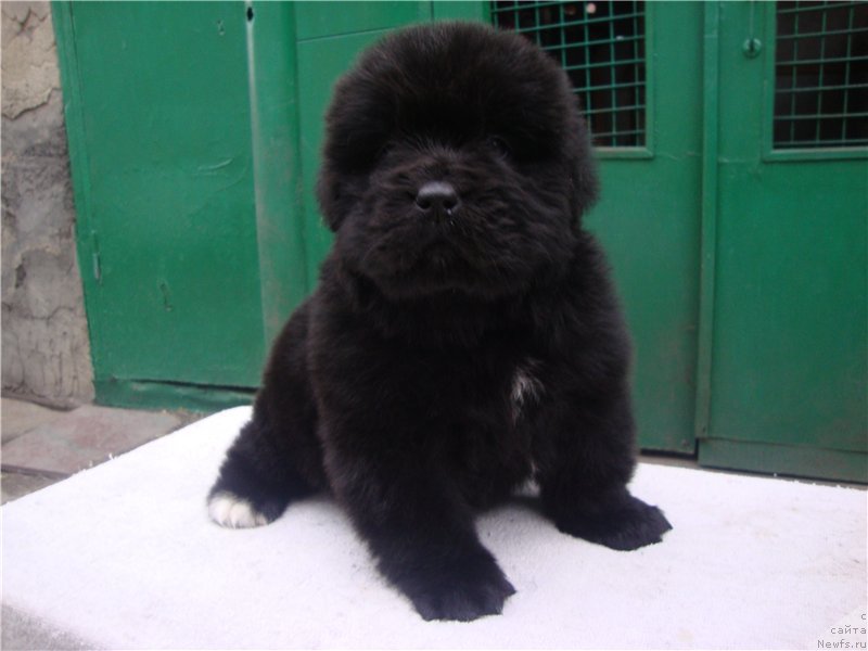Фото: ньюфаундленд Vip Kollekshn Alaniya (Вип Коллекшн Алания)