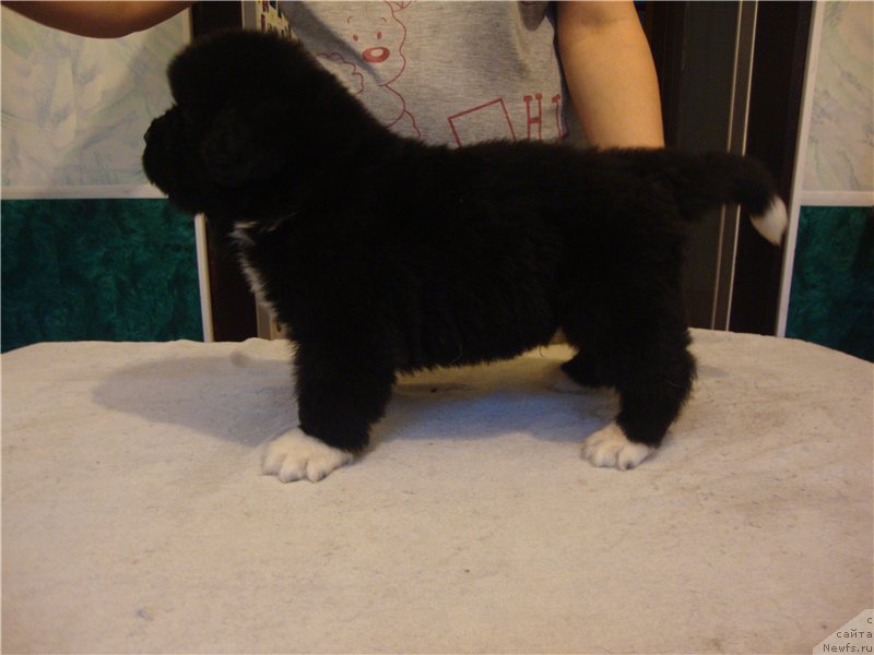 Фото: ньюфаундленд Vip Kollekshn Avalansh (Вип Коллекшн Аваланш)