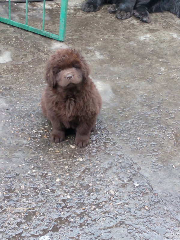 Фото: ньюфаундленд Braunblad MSK Betani YEys (Браунблад МСК Бетани Эйс)