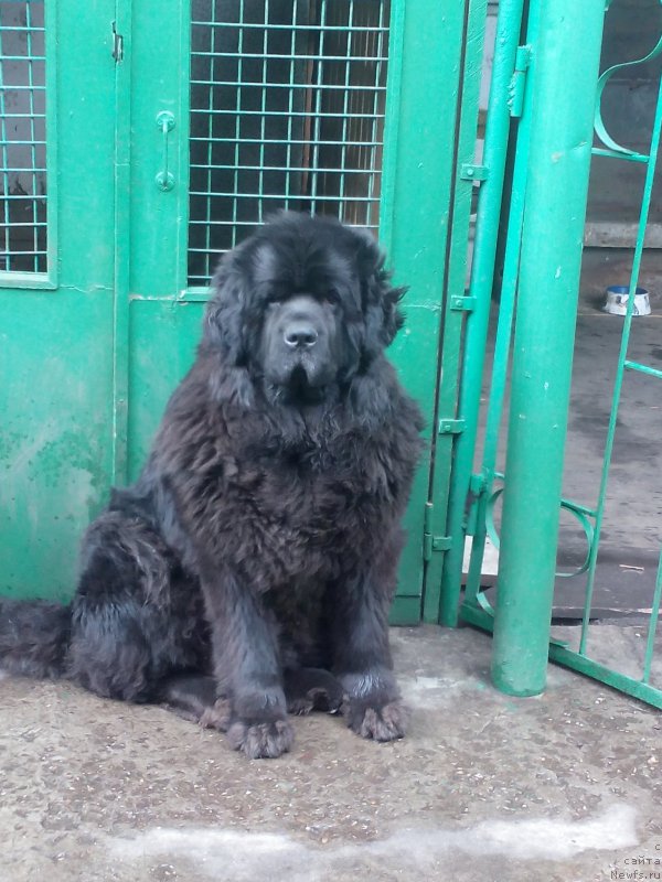 Фото: ньюфаундленд Sent Djons Zaura (Сент Джонс Заура)