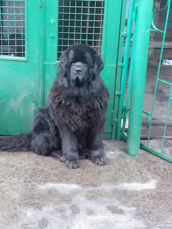 Фото: ньюфаундленд Sent Djons Zaura (Сент Джонс Заура)