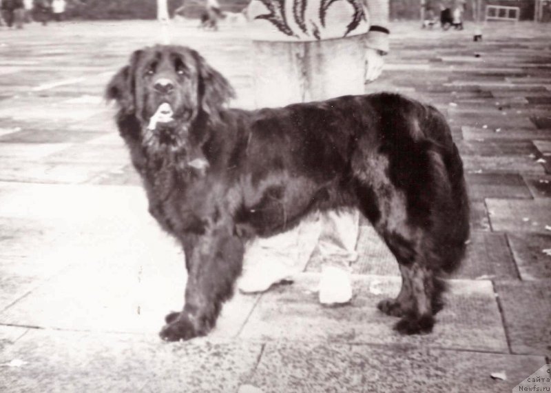 Фото: ньюфаундленд Feladonna Misteri Kaynd (Феладонна Мистери Кайнд)