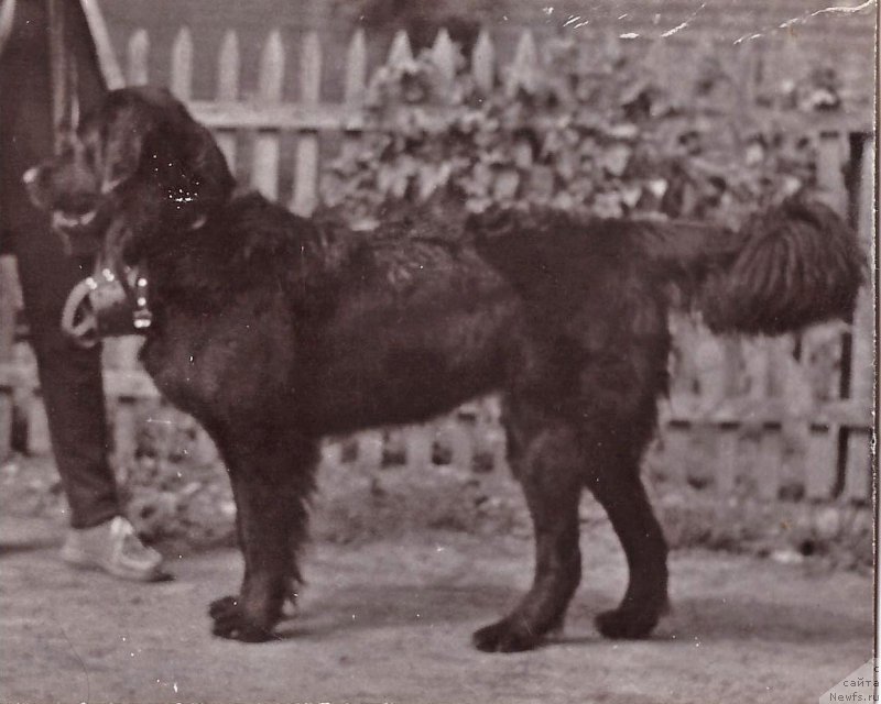 Фото: ньюфаундленд Lira (Лира)