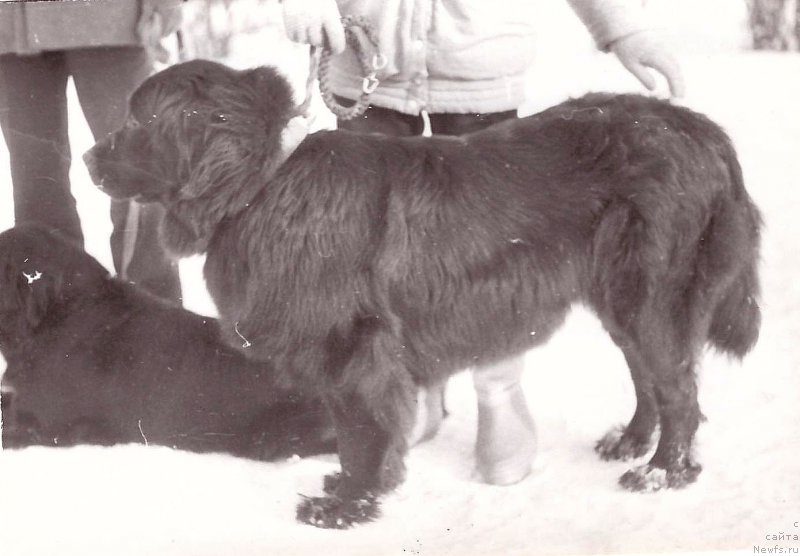 Фото: ньюфаундленд Vayta (Вайта)