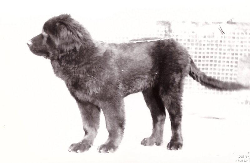 Фото: ньюфаундленд Zey Fram (Зей Фрам)