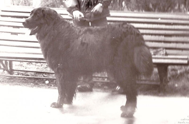 Фото: ньюфаундленд SHanta (Шанта)