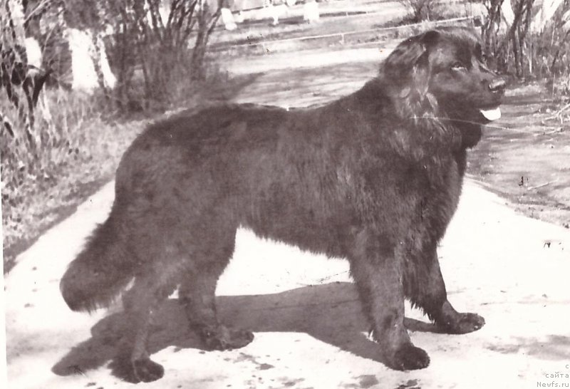 Фото: ньюфаундленд Santa Ju (Санта Жу)