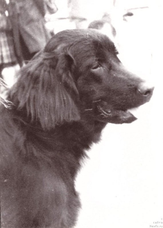 Фото: ньюфаундленд Franta Rad Sagi (Франта Рад Саги)