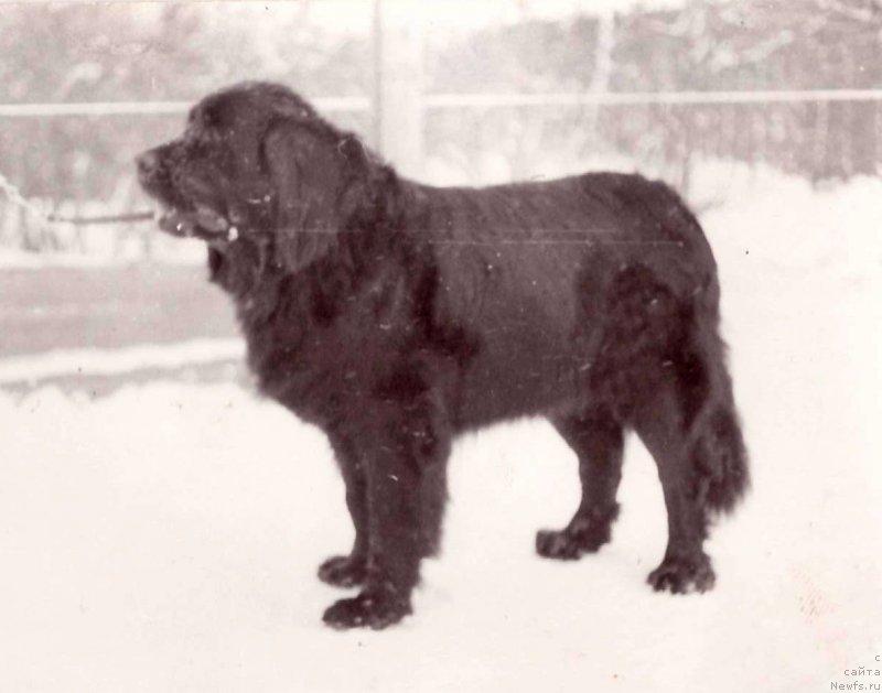 Фото: ньюфаундленд Asher Zen SHer (Ашер Зен Шер)