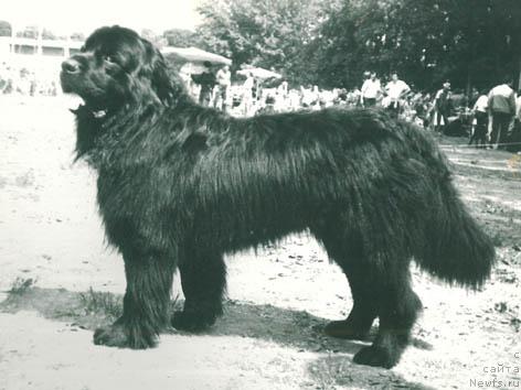 Фото: ньюфаундленд Him Toch YAnus (Хим Точ Янус)