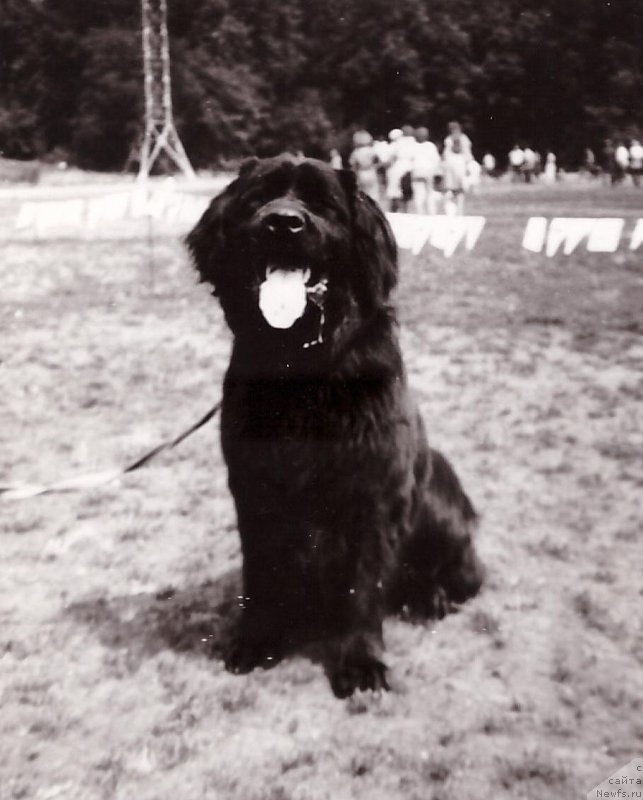 Фото: ньюфаундленд Asher Zen SHer (Ашер Зен Шер)