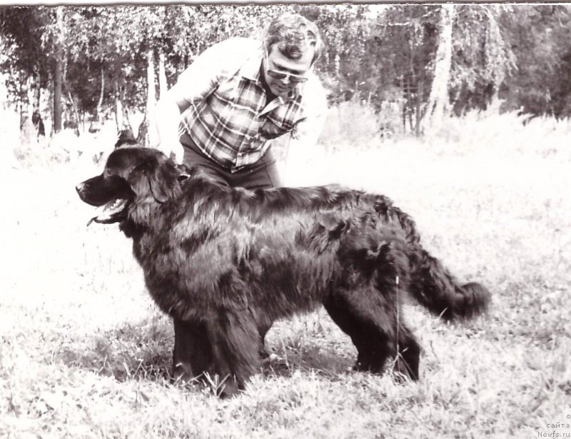 Фото: ньюфаундленд Sanda Ols (Санда Олс)