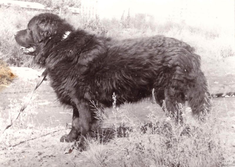 Фото: ньюфаундленд Gudzon (Гудзон)