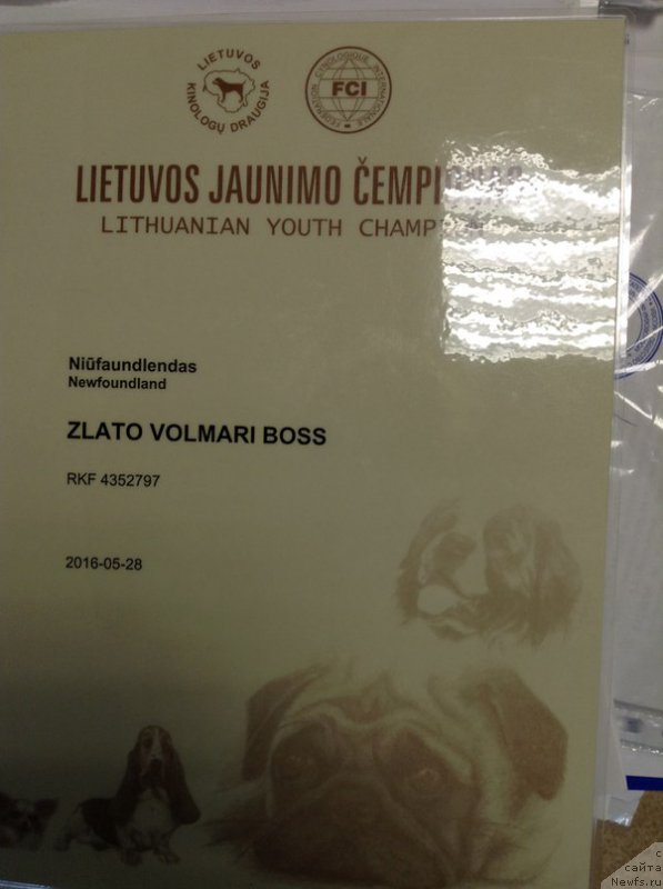 Фото: ньюфаундленд Zlato Volmari Boss (Злато Волмари Босс)