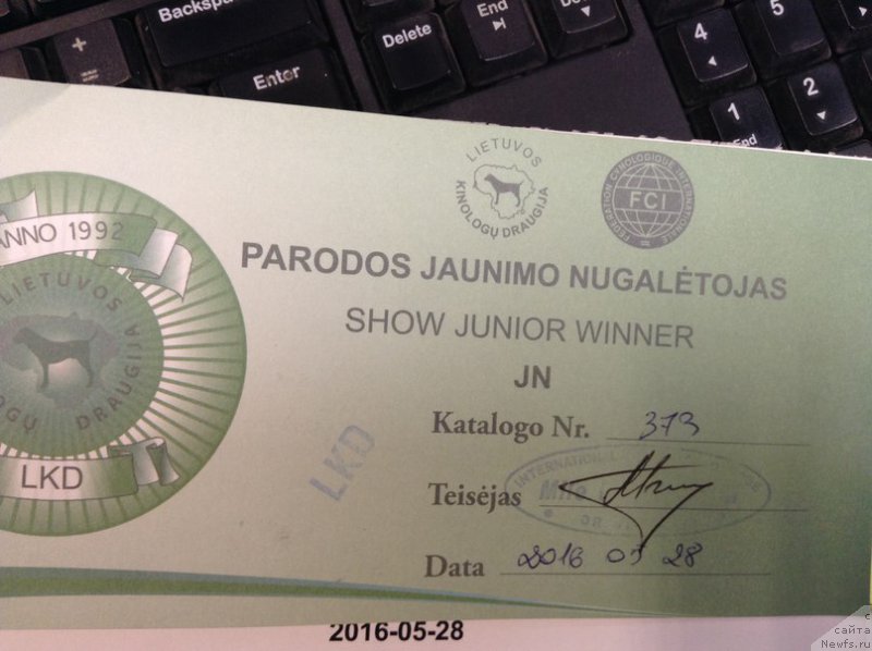 Фото: ньюфаундленд Zlato Volmari Boss (Злато Волмари Босс)