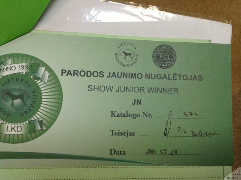 Фото: ньюфаундленд Zlato Volmari Boss (Злато Волмари Босс)