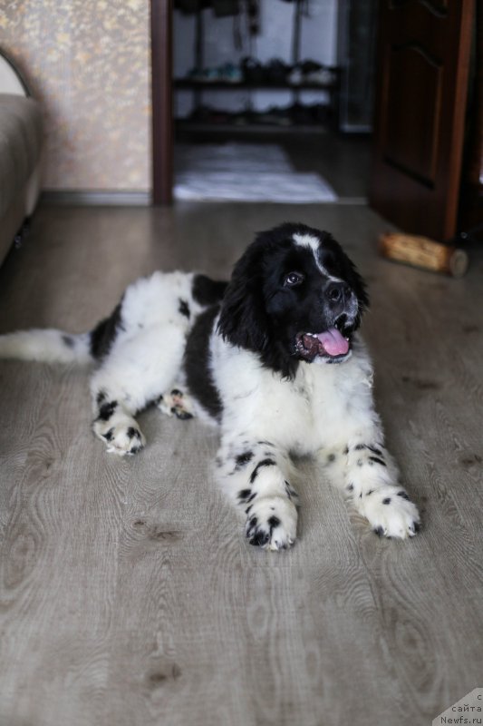 Фото: ньюфаундленд Bering ot Karel'skih Medvedey (Беринг от Карельских Медведей)