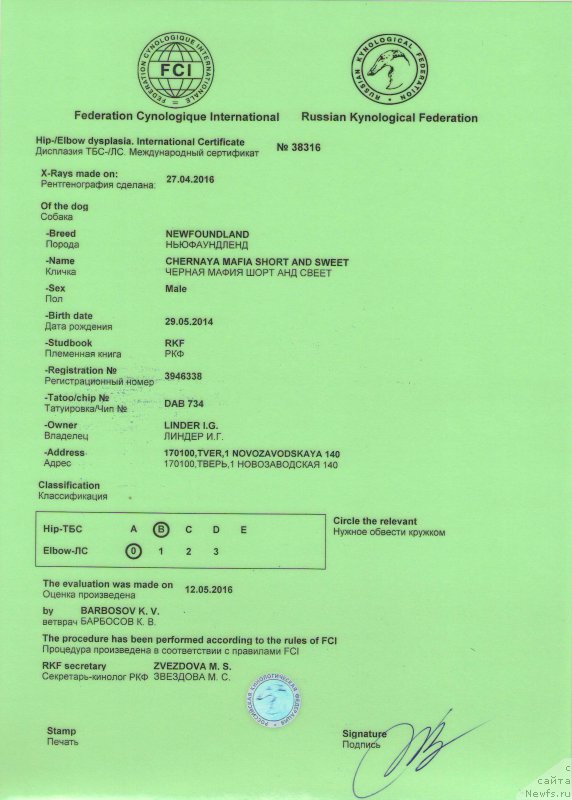 Фото: ньюфаундленд Chernaya Mafia Short and Sweet (Черная Мафия Шорт анд Свеет)