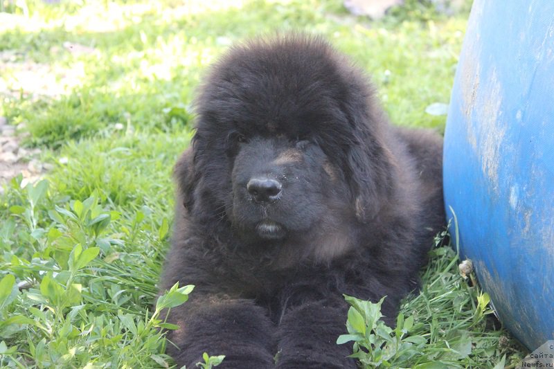 Фото: ньюфаундленд Terra Viktoriya Big Mazzi (Терра Виктория Биг Маззи)
