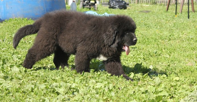 Фото: ньюфаундленд Terra Viktoriya Big Mazzi (Терра Виктория Биг Маззи)
