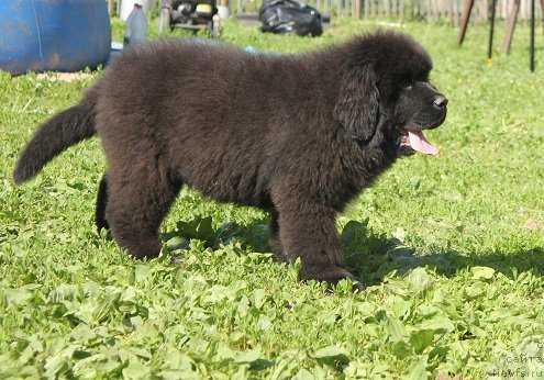 Фото: ньюфаундленд Terra Viktoriya Big Mazzi (Терра Виктория Биг Маззи)