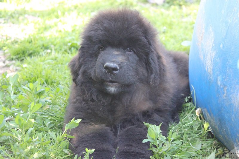 Фото: ньюфаундленд Terra Viktoriya Big Mazzi (Терра Виктория Биг Маззи)