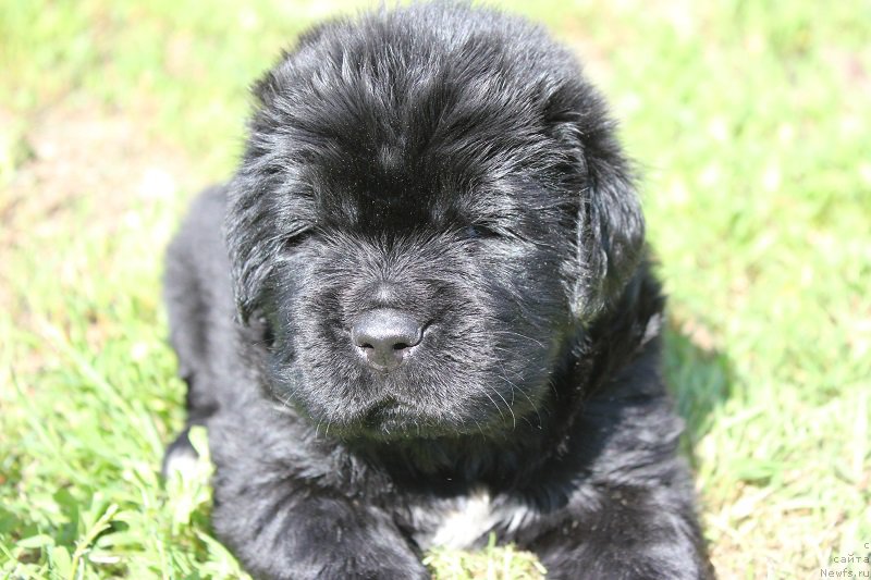 Фотография № 208349