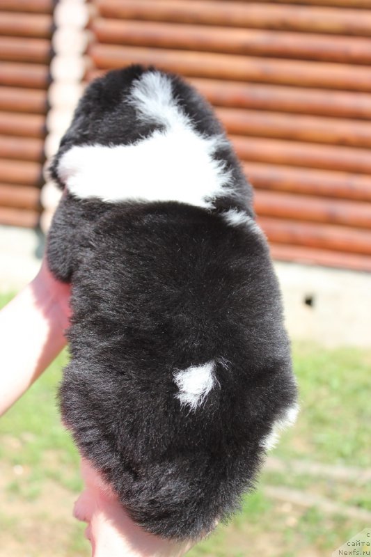 Фотография № 208354