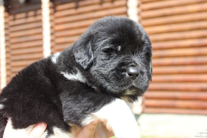 Фотография № 208355